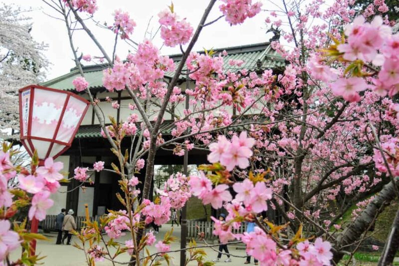 001 sakura Hirosaki Aomori The Real Japan