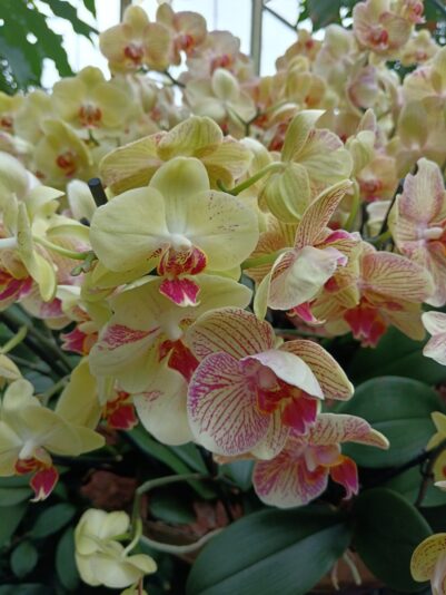 Orchids 4