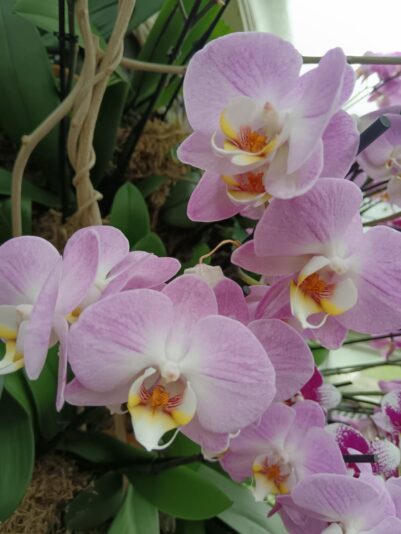Close up of the orchids