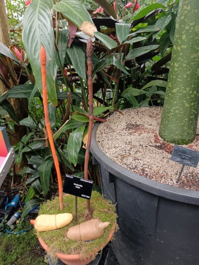 Interesting orchid that grows from a potato like tuber and only throws up sprig once a year to be pollinated