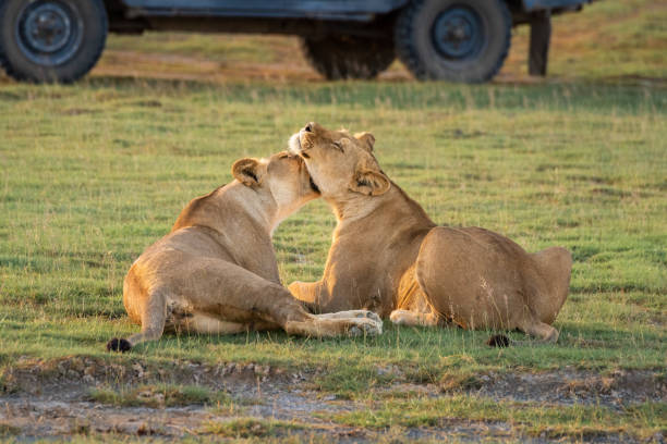 Two lionesses nuzzle each other by truck