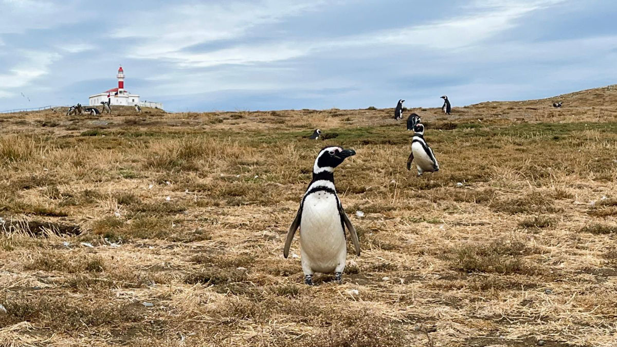 Magellan Penguins at Magdalena Island