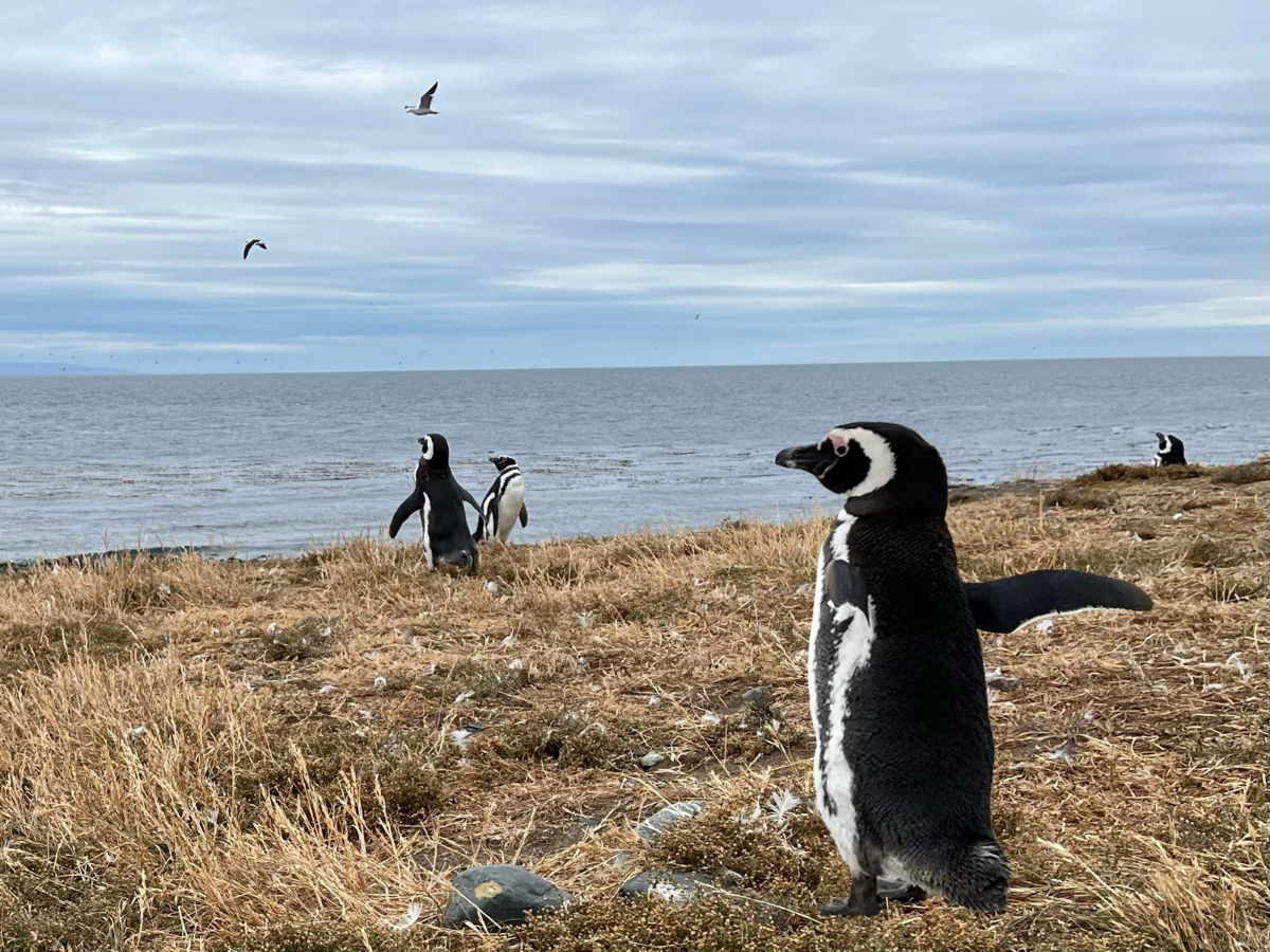 Magellan Penguin stretching their wings