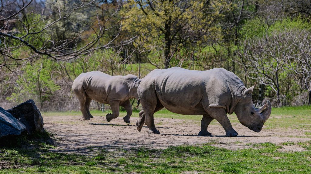 Two rhinoceroses walk on a dirt path in the Toronto Zoo surrounded by green trees and bushes.
