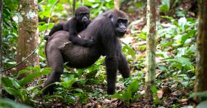 congo-gorilla-safari