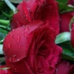 Profile photo of Shakeel