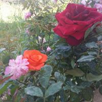 Profile photo of mustapha