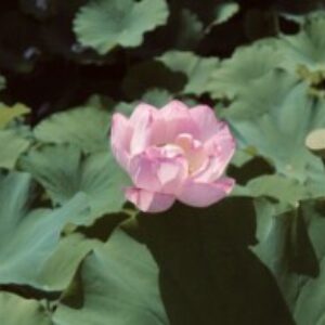 Profile photo of Liz