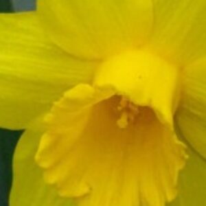 Profile photo of Patty