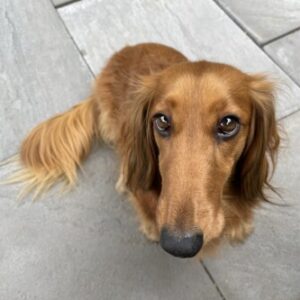 Profile photo of Chica