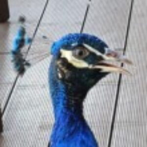 Profile photo of TravelLover