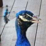 Profile photo of TravelLover