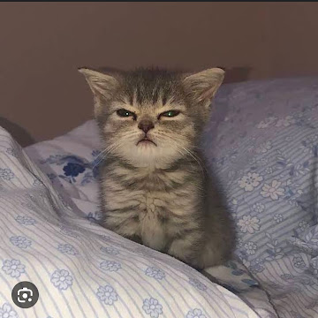 Profile photo of kesav chauhan