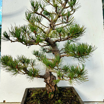 Profile photo of Mark Stephenson