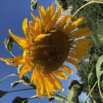 Profile photo of Rachel